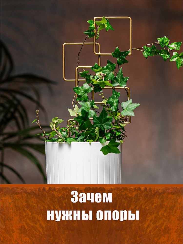 Какие комнатные растения нуждаются в опорах?