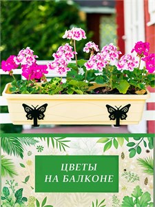 Цветы на балконе: как выбрать сорта