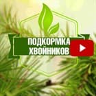 Подкормка хвойников в саду ✅ Удобрение Pokon для хвойных растений