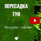 Пересадка Туи - как правильно это сделать?