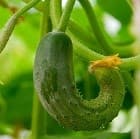 Почему огурцы кривые 🥒 Как не допустить искривление огурцов