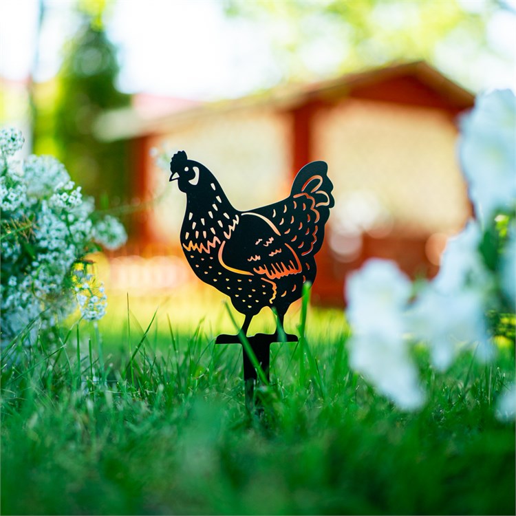 курица в саду