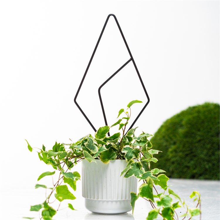 для домашних растений