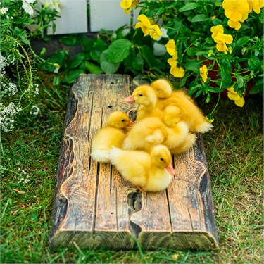 {{photo.Alt || photo.Description || 'Поддон для умывальника под дерево U09226 стеклопластик'}}