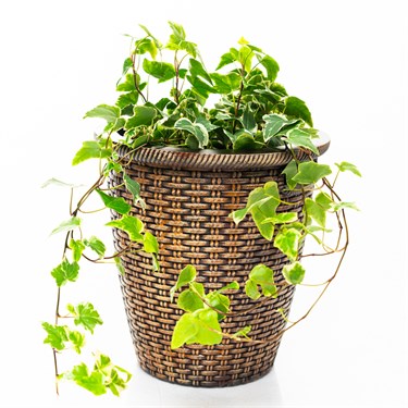 {{photo.Alt || photo.Description || 'Кашпо Плетёное U09457 из полистоуна, высота 27 см, диаметр 20 см'}}