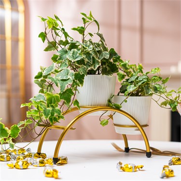 {{photo.Alt || photo.Description || 'Подставка для цветов на подоконник 41-945 на 3 кашпо d=12 см'}}