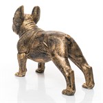 французский бульдог купить