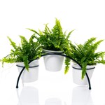 для 3-х растений