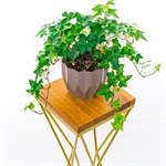 для растений для растений