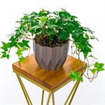 для растений