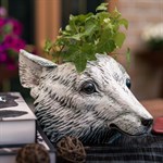 для растений для растений