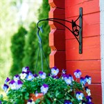 бабочка бабочка