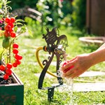 золотая рыбка