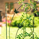 для роста растений