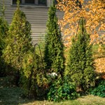 для защиты растений зимой