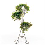 для трёх растений для трёх растений