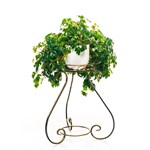 на одно растение