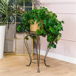 на одно растение