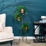 на три растения на три растения