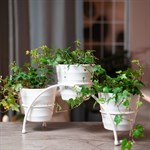 для трех растений