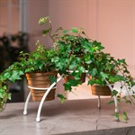 белоснежная цветочница белоснежная цветочница