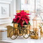 декоративные