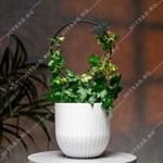 для домашних цветов