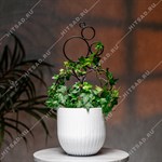 для вьющихся для вьющихся