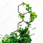 для роста цветов для роста цветов