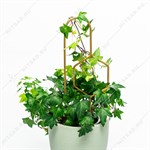 для комнатных растений для комнатных растений