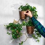 на 3 растения на 3 растения