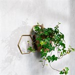 на одно кашпо на одно кашпо