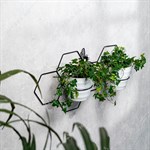 для 2-х растений для 2-х растений