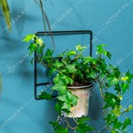 на одно кашпо