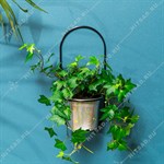 для одного растения