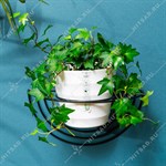 на одно растение