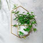 на одно растение