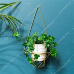 на одно кашпо