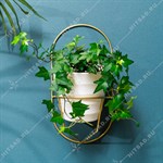 на одно растение