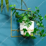 для домашних растений