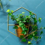 на одно растение