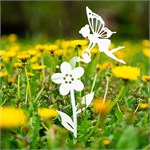 для роста растений