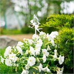 для роста растений