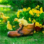 ботинок ботинок