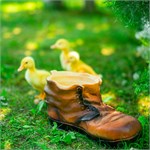 для растений для растений