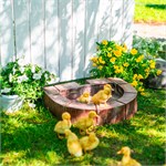 в подарок садоводу