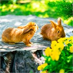 для сада для сада