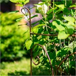 эстетичная шпалера