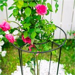 для роста растений