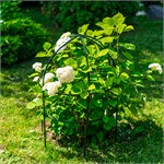 для роста растений